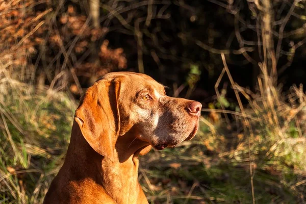 Ponteiro Húngaro Caçador Outono Detalhe Cabeça Cão Cão Caça Vizsla — Fotografia de Stock