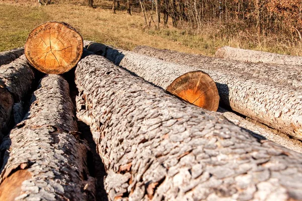 松の木とトウヒ 草原でログの山 吠え声のカブトムシの災難 木材抽出 冬のための準備 — ストック写真