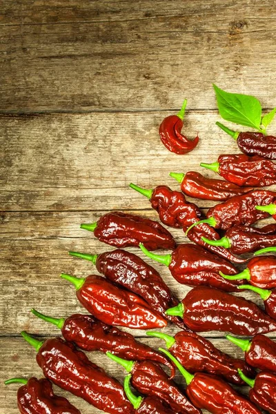 Peperoncino Fondo Legno Peperoncino Extra Piccante Naga Bhut Jolokia Chocolate — Foto Stock