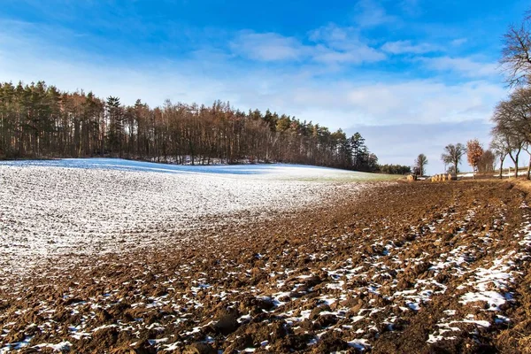 Весенняя Оттепель Лесу Зимний Снег Тает Чехии Солнечная Погода Конце — стоковое фото