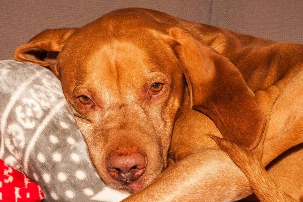 Tired Hungarian Pointer - Vizsla. Portrait of a dog. Relaxing on the sofa. Dog's eyes. — Stock Photo, Image