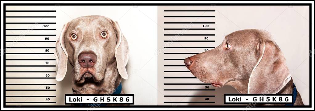 Police photo of the criminal. Dog thief. Weimaraner caught by the police. Funny photo.