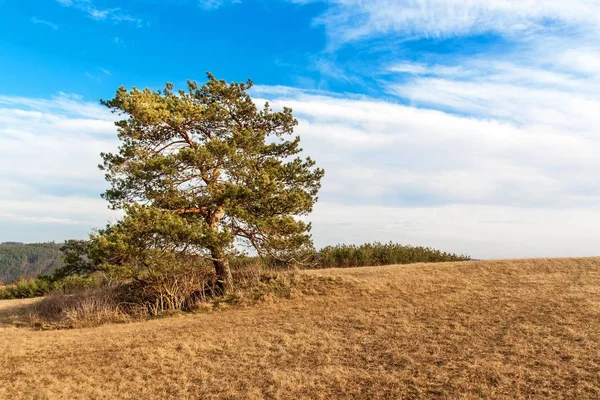 Одиночне сосни на передньому плані великі поля з сушених трава на узліссі лісу. Сонячний березня в чеський ландшафт. Початком весни. — стокове фото