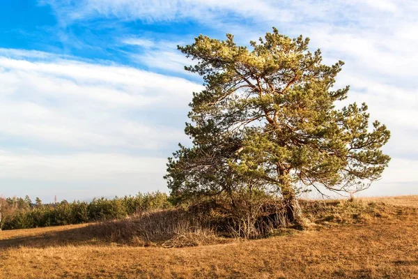 Pino solitario en el primer plano de un gran campo con hierba seca en el borde de un bosque. Marcha soleada en el paisaje checo. Comienzo de la primavera . —  Fotos de Stock