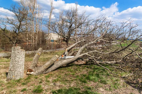 Gefällte Butternut. Gartenarbeit. Fällung von Obstbäumen. sonniger Tag im Obstgarten. — Stockfoto