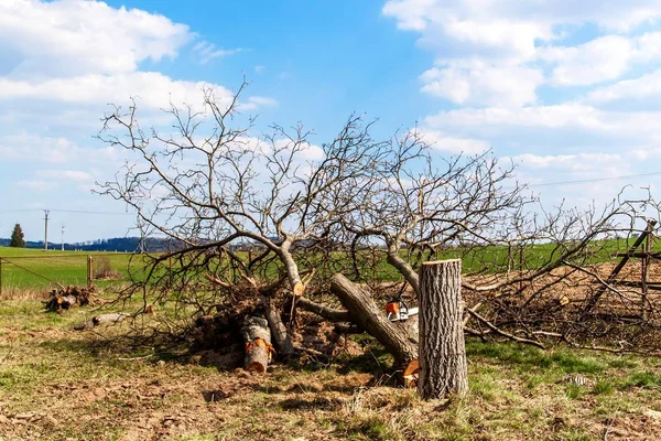 Kivágott butternut. Kertészeti. Gyümölcsfák kivágása. Süt a nap, a gyümölcsös. — Stock Fotó