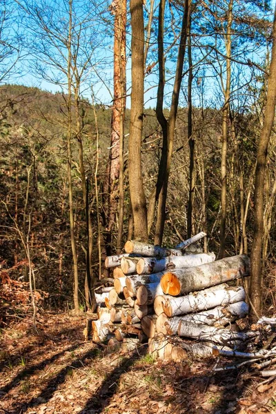 Cut up birch on a pile in the forest. Work in forest. Felling trees. Firewood. Spring evening in the forest. — Stock Photo, Image