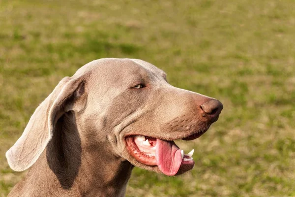Η λεπτομέρεια του Γουιμαρουέρ. Κυνήγι σκύλου στο λιβάδι. Τα μάτια του σκύλου. Το κυνηγόσκυλο στο κυνήγι. Νέος Γουιμαρέρ. — Φωτογραφία Αρχείου