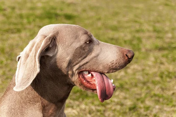 Szczegóły Weimaraner. Pies myśliwski na łące. Oczy psa. Ogar na polowanie. Młody weimarski. — Zdjęcie stockowe