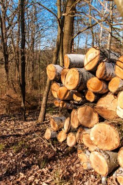 Ormanın kenarında uzun çam. Karışık orman. Çek Cumhuriyeti'nde Manzara.