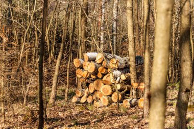 Ormanın kenarında uzun çam. Karışık orman. Çek Cumhuriyeti'nde Manzara.