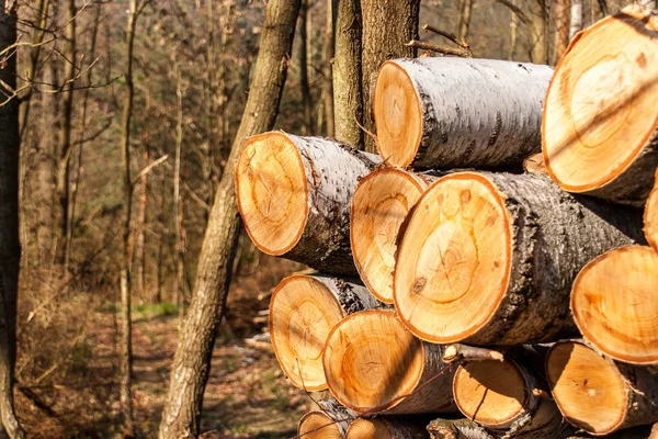 Pino alto ai margini della foresta. Foresta mista. Paesaggio nella Repubblica Ceca . — Foto Stock