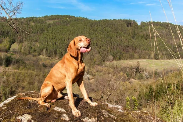 Maďarský ohař Vizsla na skále v lese. Loví psa v lese. Ohař na lovu. — Stock fotografie