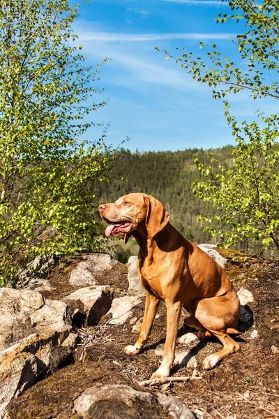 Segugio ungherese Vizsla su una roccia nella foresta. Cane da caccia nella foresta. Segugio sulla caccia . — Foto Stock