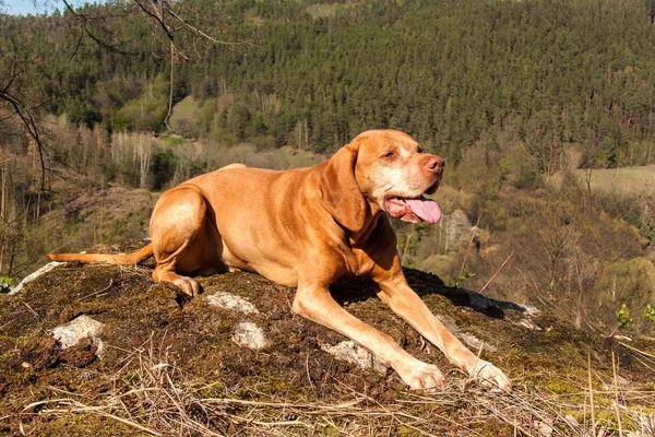 Hungarian hound Vizsla on a rock in the forest. Hunting dog in the forest. Hound on the hunt. — Stock Photo, Image