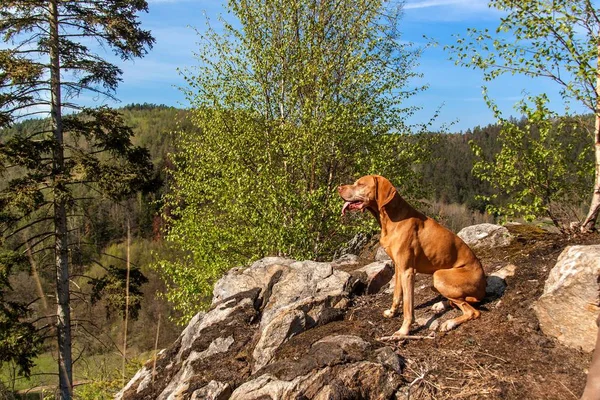 Magyaros kutya Vizsla egy sziklán az erdőben. Vadászkutya az erdőben. Kutyát a vadászat. — Stock Fotó