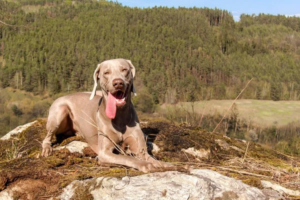 Weimaraner on rock in forest. Hunting dog on the hunt. Spring walk through the forest with a dog.  Hound on the hunt.