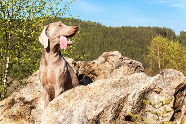 Weimaraner on rock in forest. Hunting dog on the hunt. Spring walk through the forest with a dog.  Hound on the hunt.