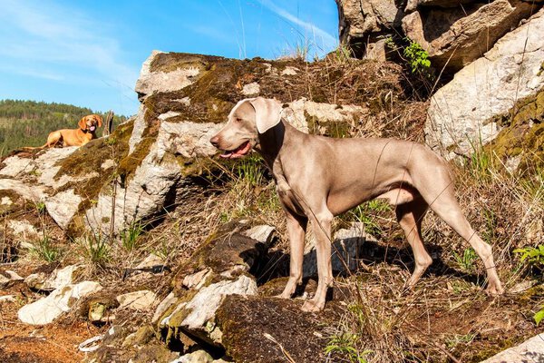 Weimaraner on rock in forest. Hunting dog on the hunt. Spring walk through the forest with a dog.  Hound on the hunt.