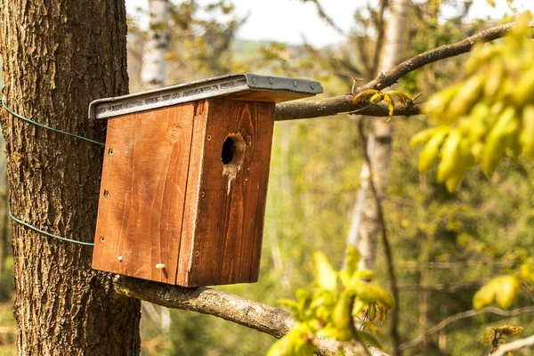 Houten vogelhuisje aan boom in het bos. Vogelwoningen. Reddingsvogels. — Stockfoto