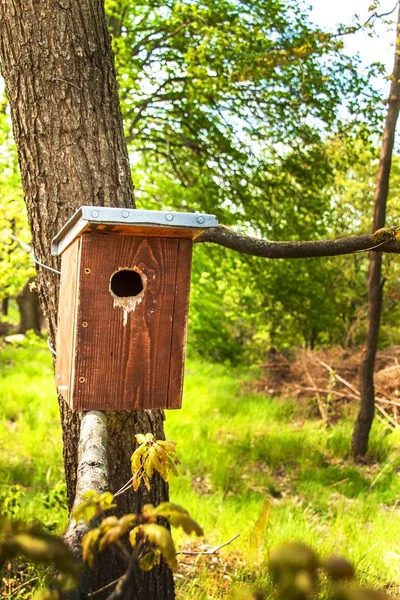 Houten vogelhuisje aan boom in het bos. Vogelwoningen. Reddingsvogels. — Stockfoto