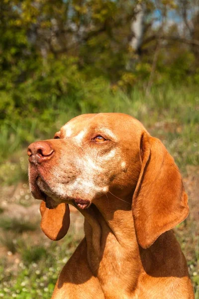 Portrét roztomilého maďarského Vizsla (Magyar Vizsla). Starý lovecký pes. Pes na lovu. — Stock fotografie