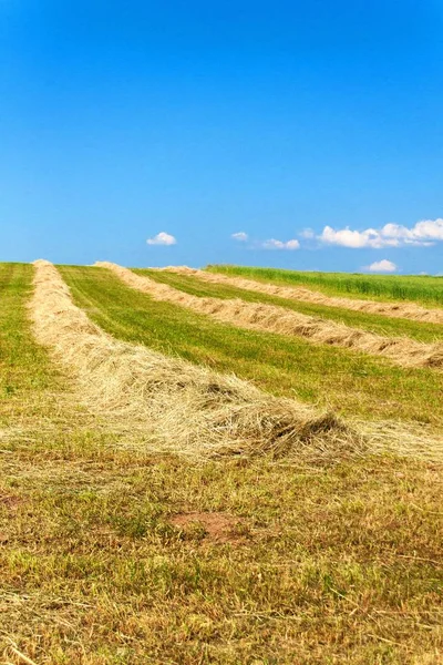 Haymaking sul campo nella Repubblica Ceca - Europa. Paesaggio agricolo. Calda giornata estiva in azienda . — Foto Stock