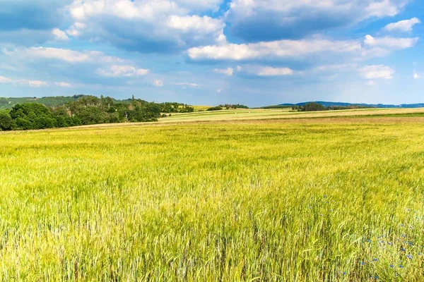 Жаркий летний день в деревне. Зеленое поле в июне. Сельскохозяйственный ландшафт Чехии . — стоковое фото