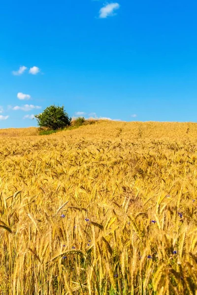 Campo di grano e cielo blu con nuvole. Punte mature contro un cielo blu intenso. Paesaggio agricolo nella Repubblica Ceca - Europa . — Foto Stock