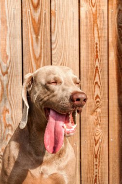 Weimaraner ahşap terasta. Weimaraner'ın detayları. Av köpeği. Köpeğin gözleri. Sadık arkadaş. 