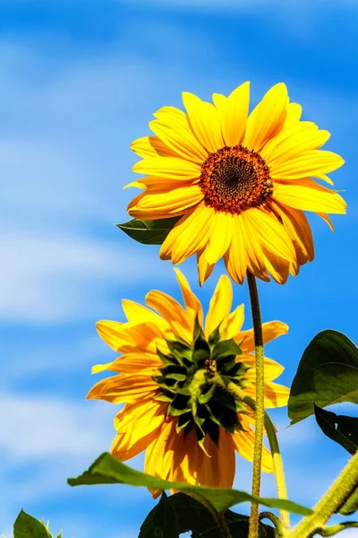 Sunflower and bee. Growing sunflower oil. Agricultural crops. Hot summer day.