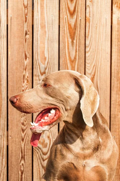 Weimaraner na dřevěné terase. Detail Weimaraneru. Lovecký pes. Psí oči. Loajální přítel. — Stock fotografie