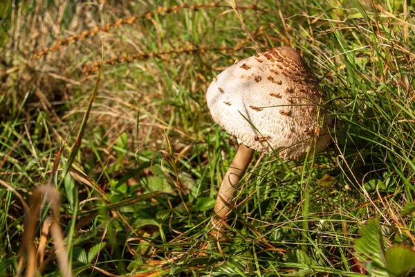 La sombrilla joven (Macrolepiota procera). Champiñones comestibles en la hierba por la mañana en un prado verde . — Foto de Stock