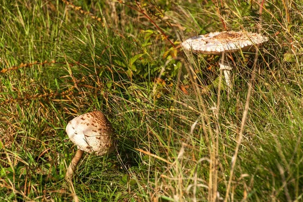 La sombrilla joven (Macrolepiota procera). Champiñones comestibles en la hierba por la mañana en un prado verde . — Foto de Stock