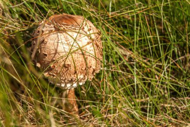 Genç şemsiye (Macrolepiota procera). Yeşil bir çayırda sabah çimenlerde yenilebilir mantarlar.