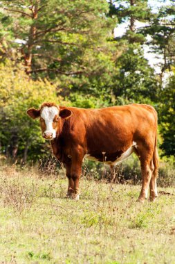 Çek Cumhuriyeti'nde bir çayırda boğalar. Evcil sığırların ıslahı. Sığır eti üretimi. Çiftlikte yaşam.