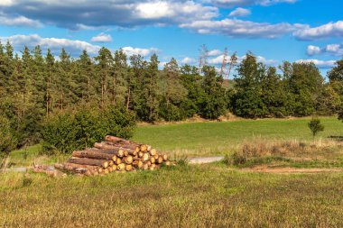 Yol kenarındaki çam kütüklerini kesin. Ahşap endüstrisi. Ekolojik ısıtma için ahşap. Kışa hazırlanıyorum. Ahşap kazık.