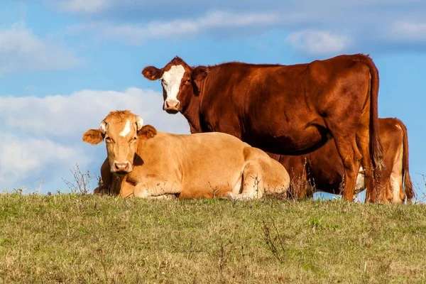 푸른 하늘에 대한 목초지에 누워 황소. 농장에 가축. 체코 의 목초지 - 유럽. 사육 쇠고기 터치. 생태 농업 — 스톡 사진