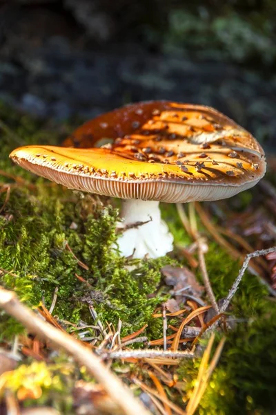 Отруйний гриб (Amanita muscaria) у лісі. Темний куточок лісу. Зростання грибів . — стокове фото