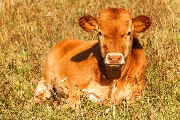 어린 송아지입니다. 체코 - 유럽에서는 소떼가 풀을 뜯고 있다. 소고기 생산. 농장에서 가축을 기르는 모습. — 스톡 사진