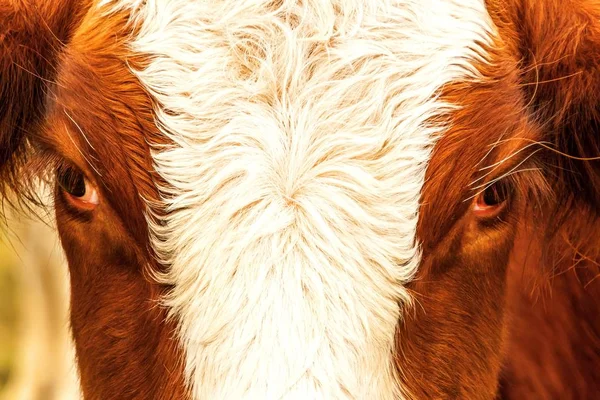 Eyes red cow, close-up. Big beautiful eye red purebred cow closeup. Cattle breeding. — Stock fotografie