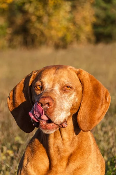 Κυνηγόσκυλο. Σκύλος όπλο. Ουγγρική Πόιντερ Βίζλα. Κεφάλι σκύλου. Πορτραίτο σκύλου. — Φωτογραφία Αρχείου