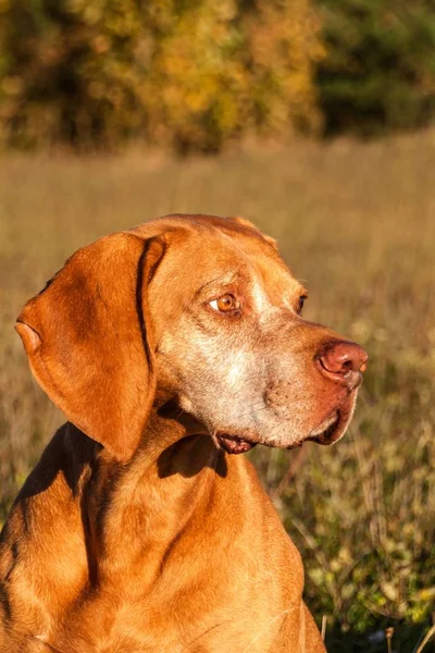 Hound. Gun dog. Hungarian Pointer Vizsla. Dog head. Portrait of a dog. — Stock Photo, Image