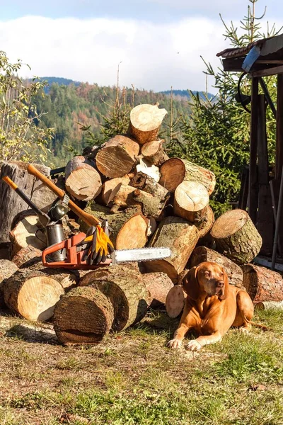 Un cane da caccia giace vicino a un mucchio di legna segata. Preparazione legna per l'inverno. Puntatore ungherese Vizsla. Lavori in azienda . — Foto Stock