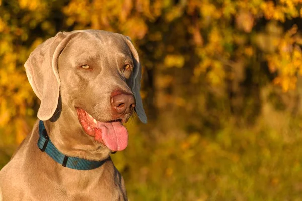 Caça Weimaraner. Noite de outono com cão. Close-up de cão de caça . — Fotografia de Stock