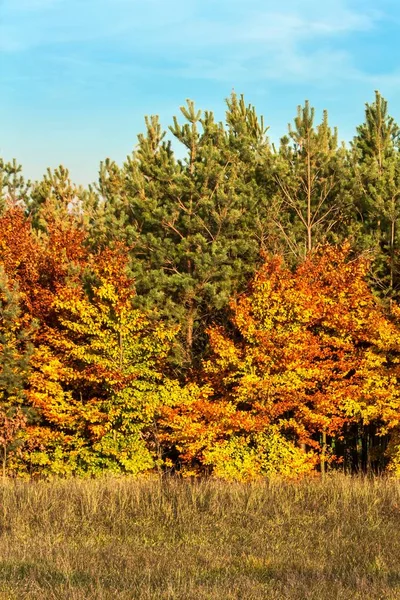 Colors of Autumn. Sunny autumn evening. Autumn landscape in the Czech Republic. A lovely evening.