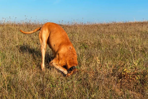 O cão caça o rato. Cão húngaro (Vizsla) caça. O cão toca em barro. Noite de outono ensolarado . — Fotografia de Stock
