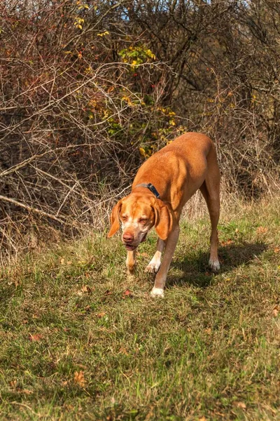 Húngaro Pointer (Vizsla) no prado. Dia de outono ensolarado com cães. Cão de caça na caça . — Fotografia de Stock