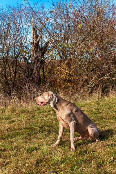 Weimaraner no prado. Dia de outono ensolarado com cães. Cão de caça na caça . — Fotografia de Stock