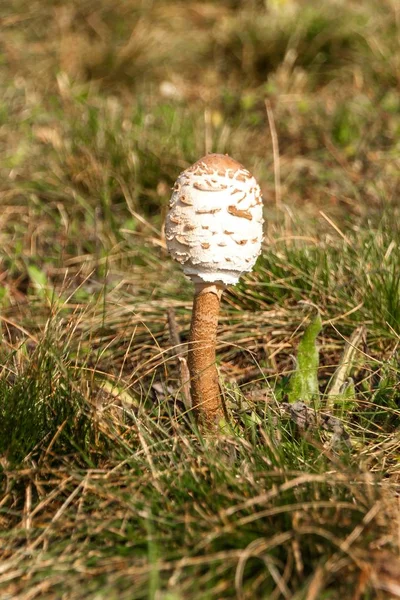 Mushroom (Macrolepiota procera) on meadow. Close-up photo of young mushroom. — Stock Photo, Image